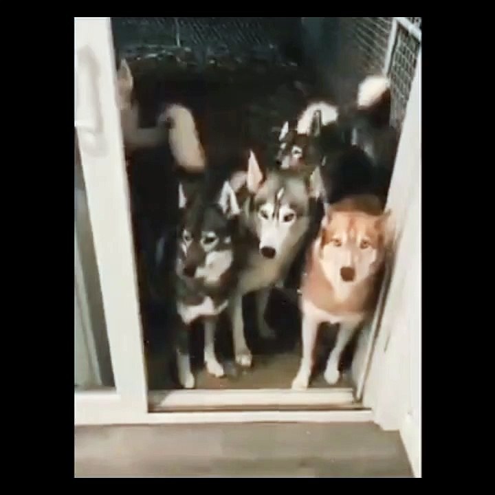 Cat video
