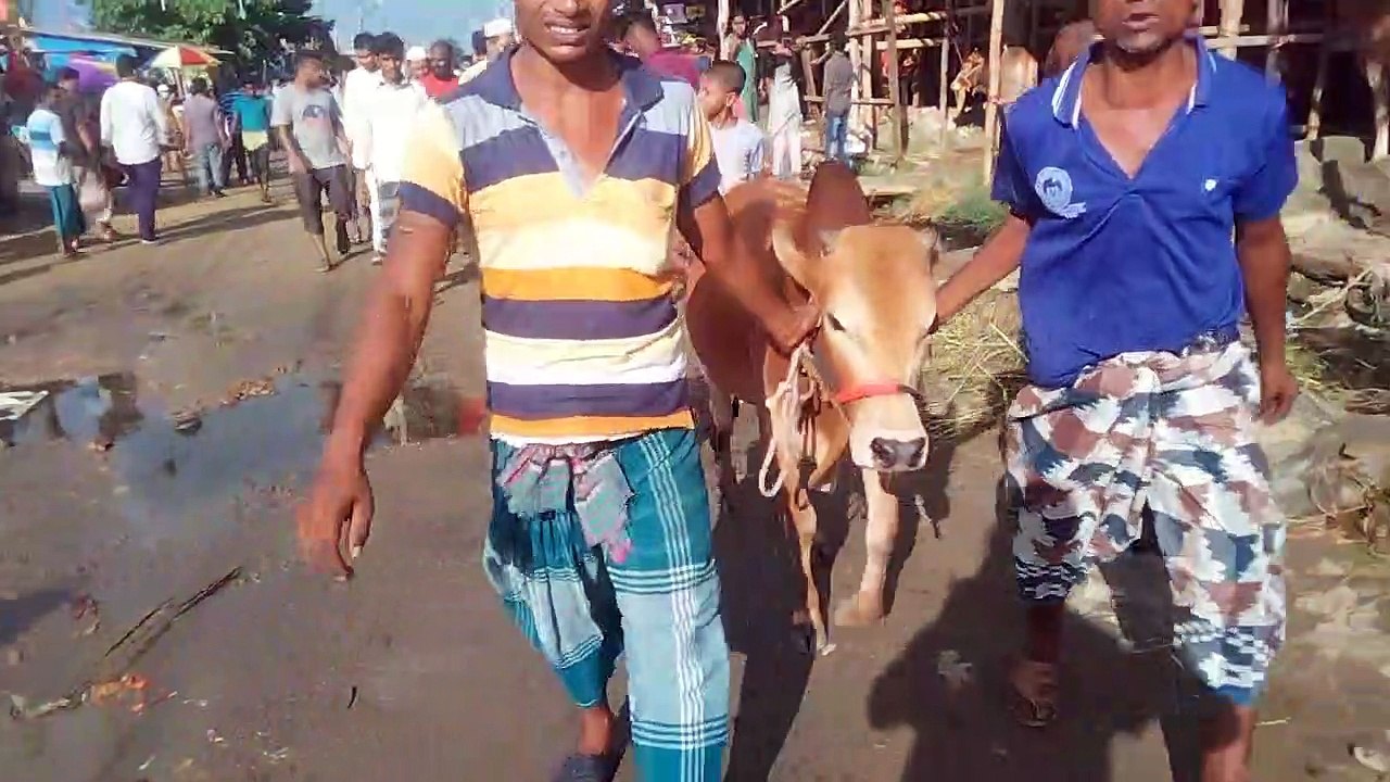 Goru koto nilo, gorur dam koto bhai, Vai koto nilo 2022, Gorur dam koto, Vai koto nilo