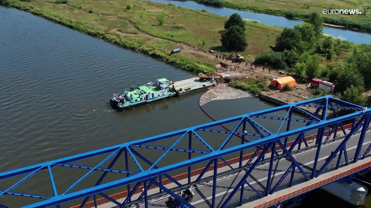 100 Tonnen toter Fisch: Ursache für Umweltkatastrophe weiter unklar