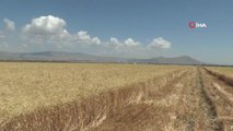 Erzurum haber! Erzurum'da 300 bin tona yakın buğday hasadı yapılması bekleniyor