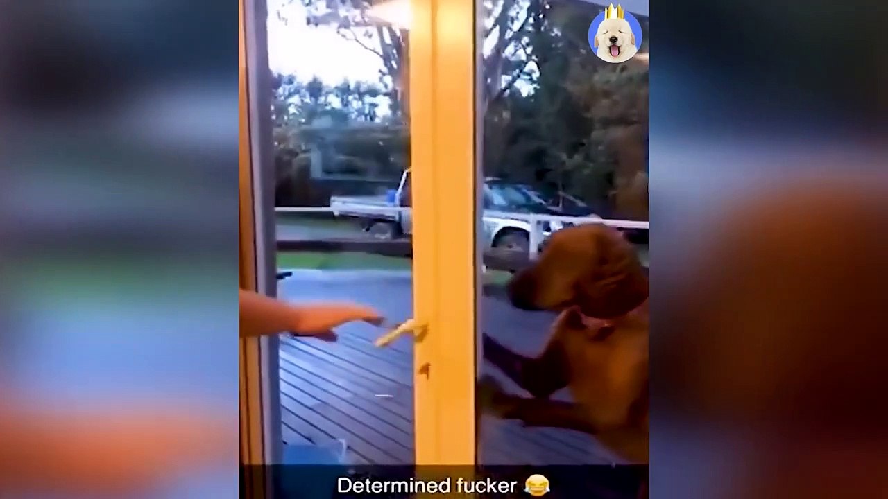 Try Not To Laugh - Funniest Dogs