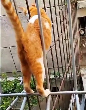 Este gato es un genio! sabe como pasar la reja sin caerse