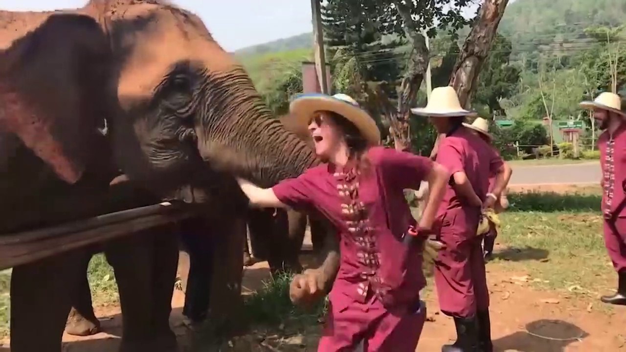 Animals  ATTACKS - must see 2022 New