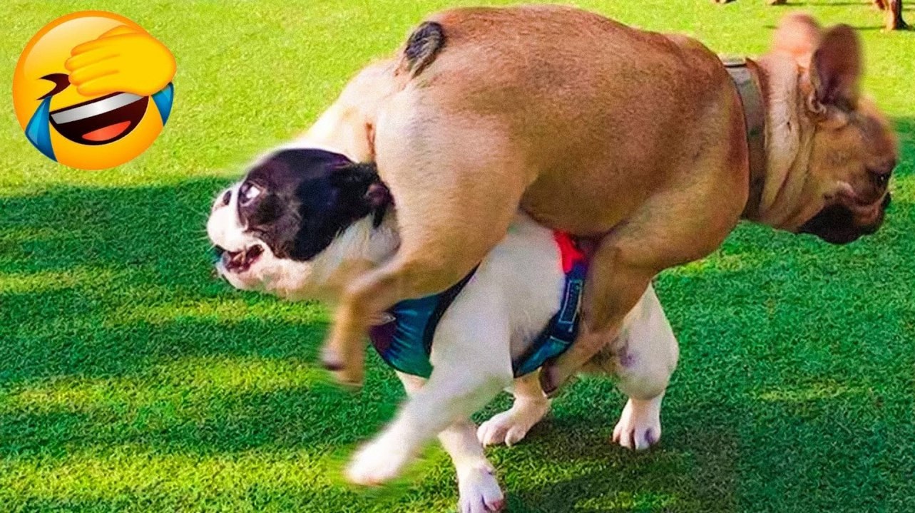 Best Funny Animal Videos 2026  - Funniest And Cute Dogs And Cats Videos