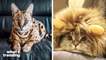 TikTok Famous Cats And How They Won Our Hearts