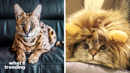 TikTok Famous Cats And How They Won Our Hearts