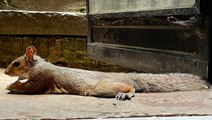 Squirrels are 'splooting' to beat the heat