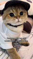 TikTok Famous Cats And How They Won Our Hearts
