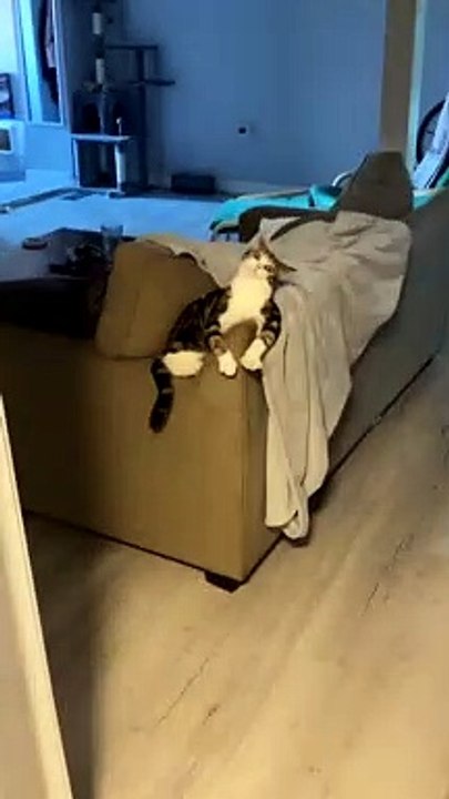 Cat Confused by Sound of Electric Toothbrush