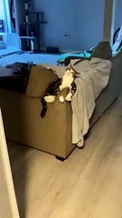 Cat Confused by Sound of Electric Toothbrush