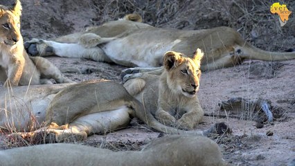 Mbiri LION CUBS always have it rough but we love watching...
