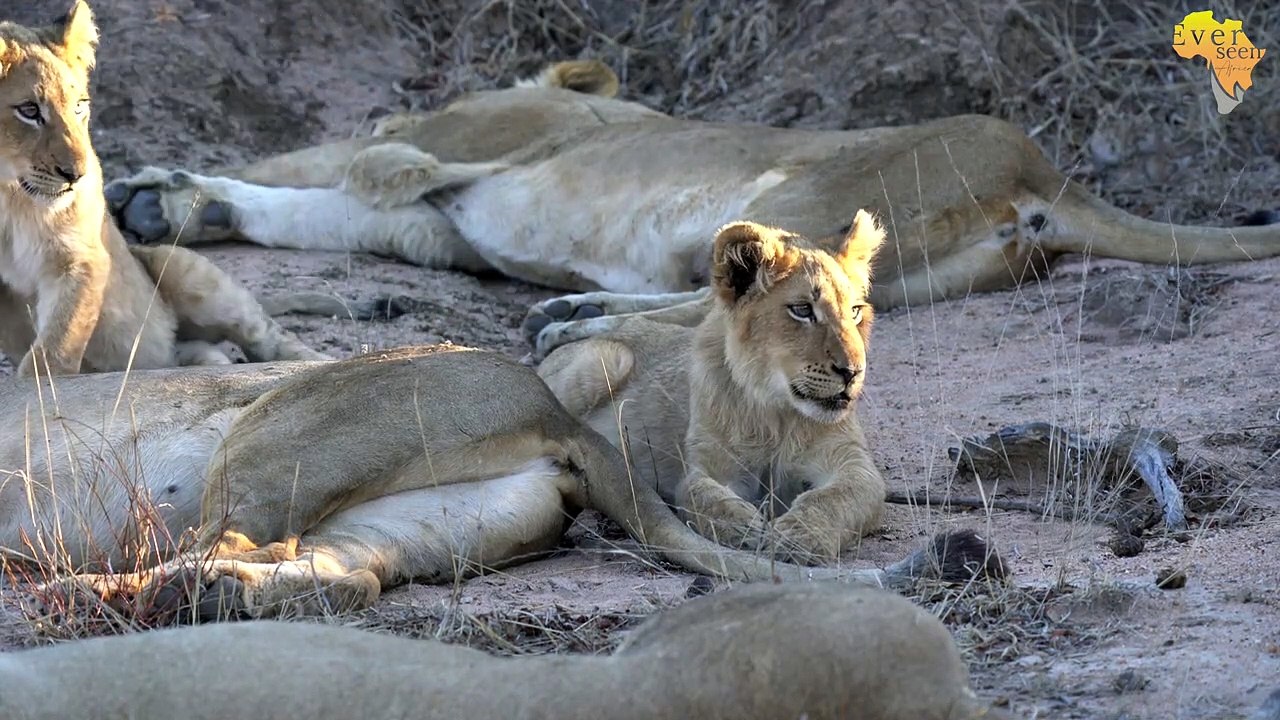 Mbiri LION CUBS always have it rough but we love watching...
