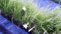 Lillies Between the Rice Fields of Japan