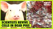 Scientists revive cells in dead pigs  | NEXT NOW