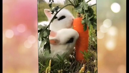 Rabbits funny video, cute animals funny video