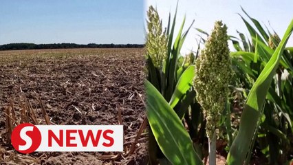 French farmer defies drought with sustainable crop