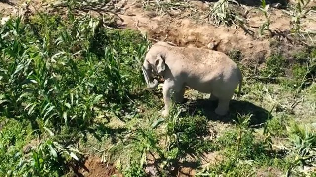 Unos elefantes ayudan a la Policía a detectar inmigrantes ilegales en China