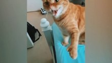 Cats_Attacked_people_The best compilations