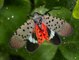 What is a spotted lanternfly and why might it cost $22 million to squash them?