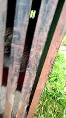 पिंजऱ्यात बिबट्या, नागरिकांकडून व्हिडीओ काढण्यासाठी गर्दी