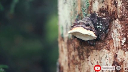 my first vlog Daily motion