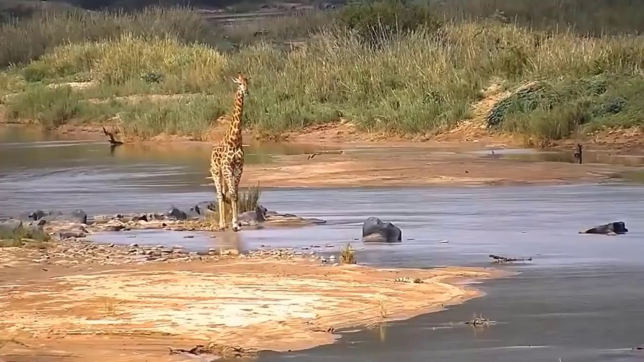 8 Times Wild Animals Surrounds Its Prey So It Can't Escape