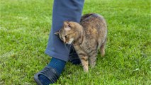 A shocking reason behind your cat rubbing against you