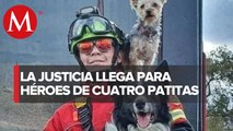 Dan 10 años de prisión a hombre que asesinó a perros rescatistas, Athos y Tango, en Querétaro