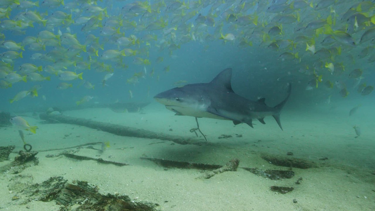 Environnement : le requin-bouledogue, terreur des mers et de l'eau douce