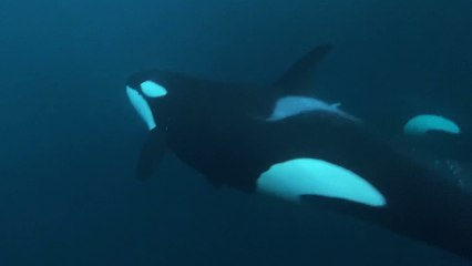 'Breathtaking underwater footage of an adventurer swimming with killer whales '