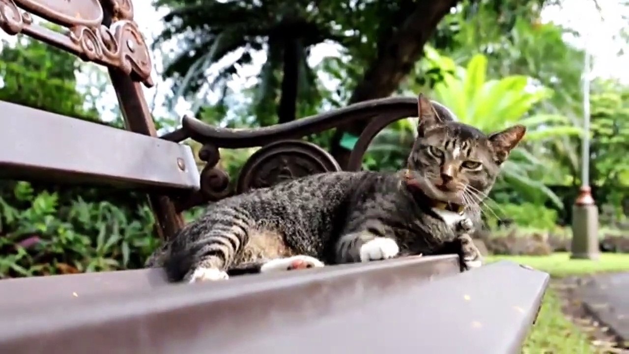 Cat OMG __ Baby Cats __ Funny Cat __ Zoo Animals