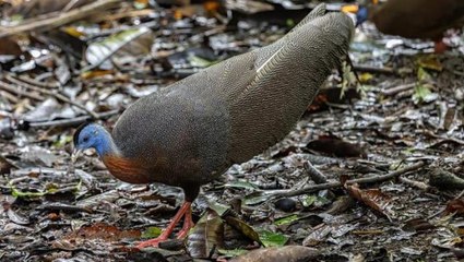 Karşı cinsin kılığına giren de var, özel mekan hazırlayan da! İşte hayvanların ilginç çiftleşme taktikleri
