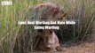 Really Busy! It's Really Life of a King - Animal Funny Video   Wildlife Secrets