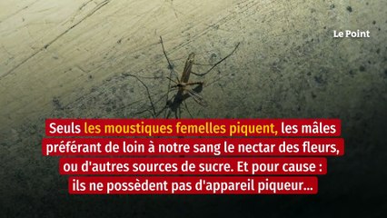 Tout savoir sur les piqûres de moustique