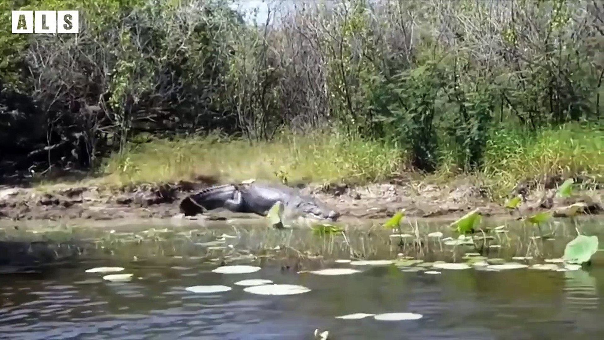 ⁣Lucky! Wildebeest Escaped Death - Animal Documentary   Wildlife Secrets