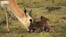 Injured Lion after Battle and What Happen Next Waiting Them - Animal Documentary   Wildlife Secrets