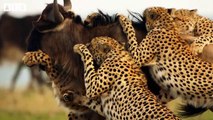 Impala Wrestling with Cheetah - Surprise Victory   Wildlife Secrets