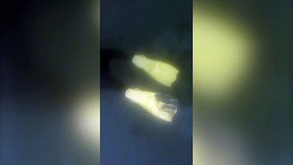 Shipwreck of Captain James Cook’s HMS Endeavour being eaten by shipworms