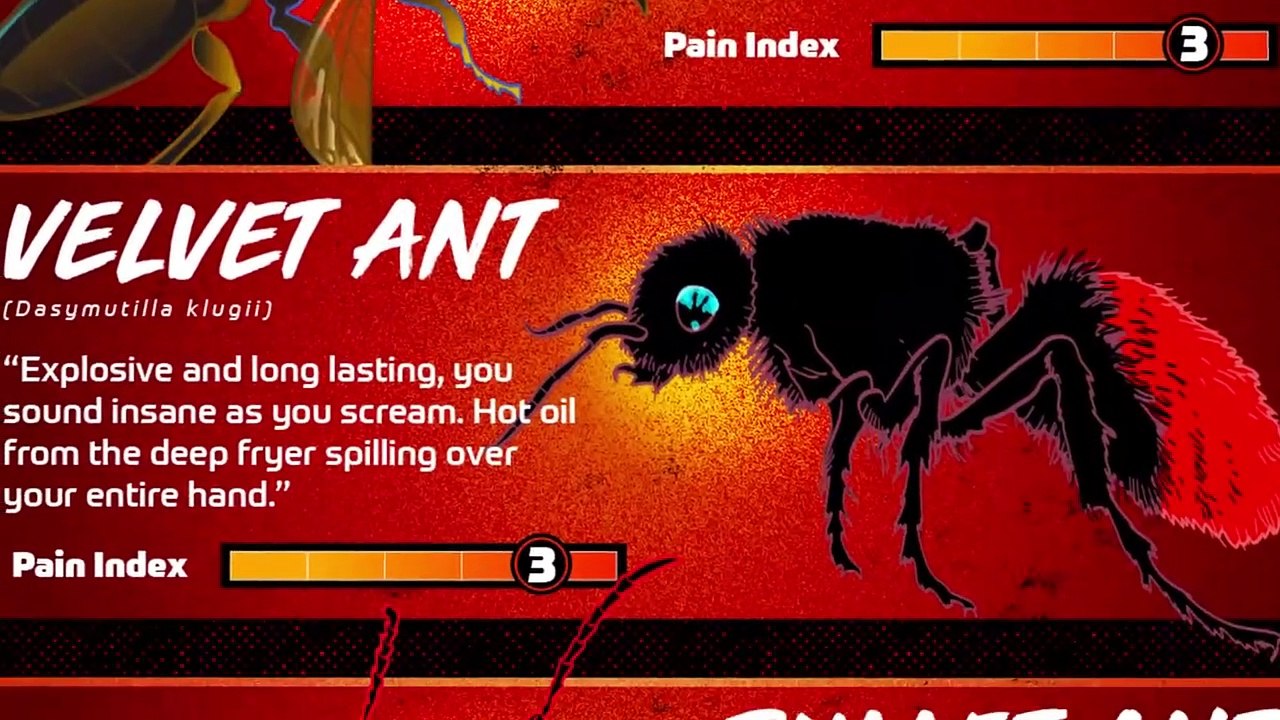 This Is Why Its Name Is Cow Killer