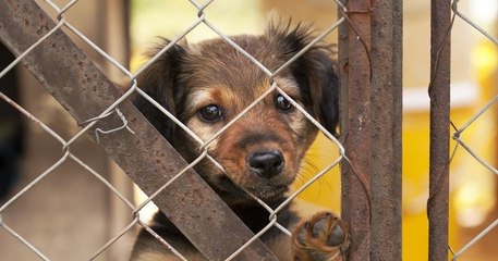 La Grande-Bretagne observe une augmentation importante des abandons d'animaux à cause du coût élevé de la vie