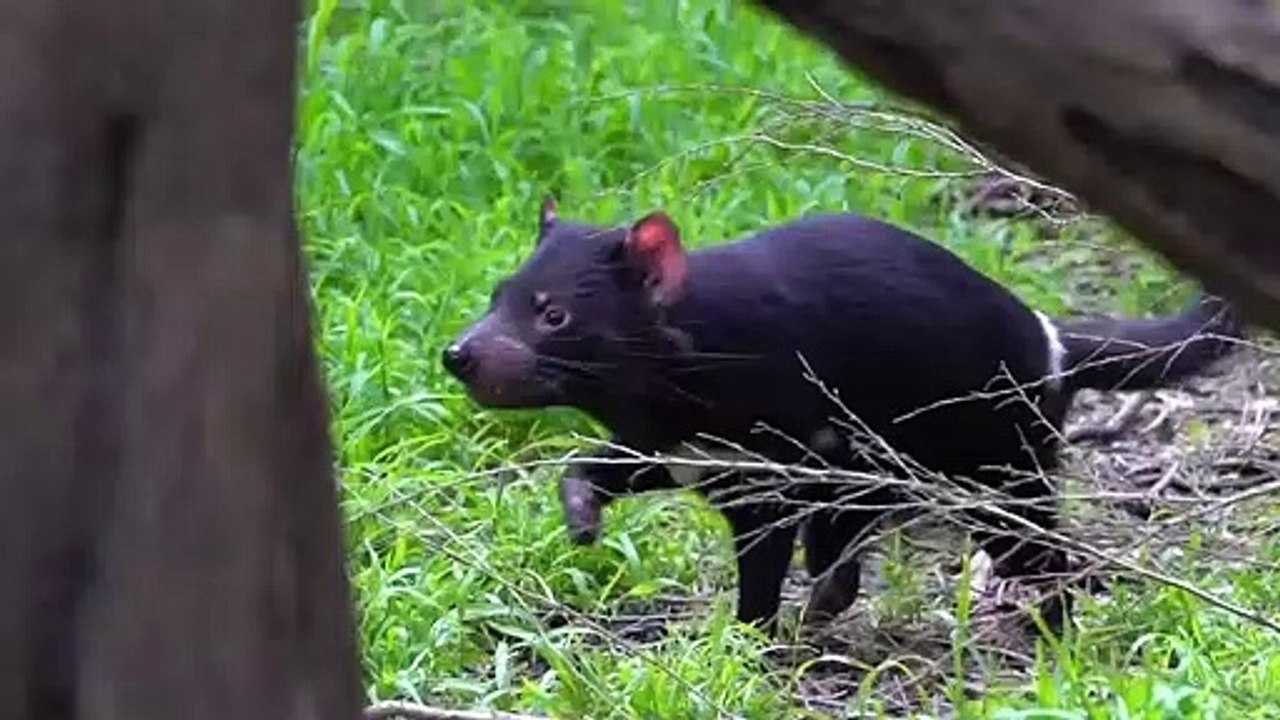 This Is Why Animals Reject and Kill Their Own Babies