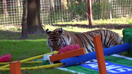 TIGERS of Big Cat Rescue