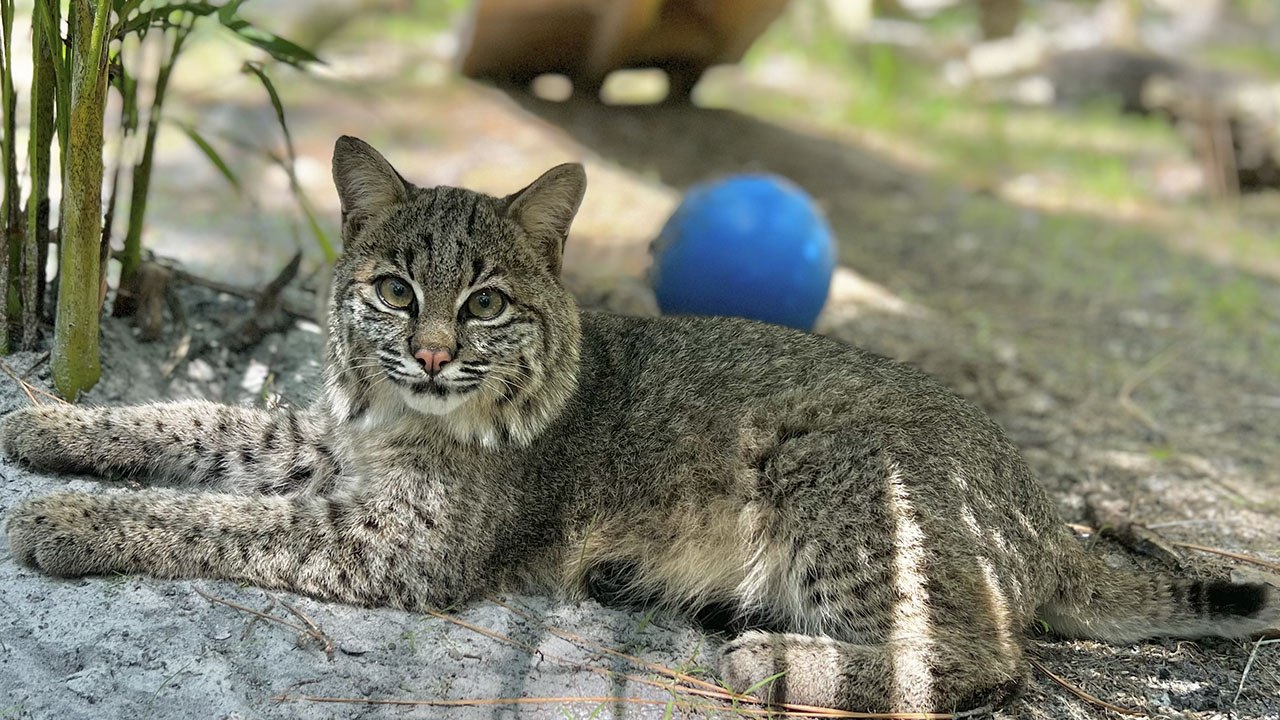 Kitten Furever-  Summer Bobcat