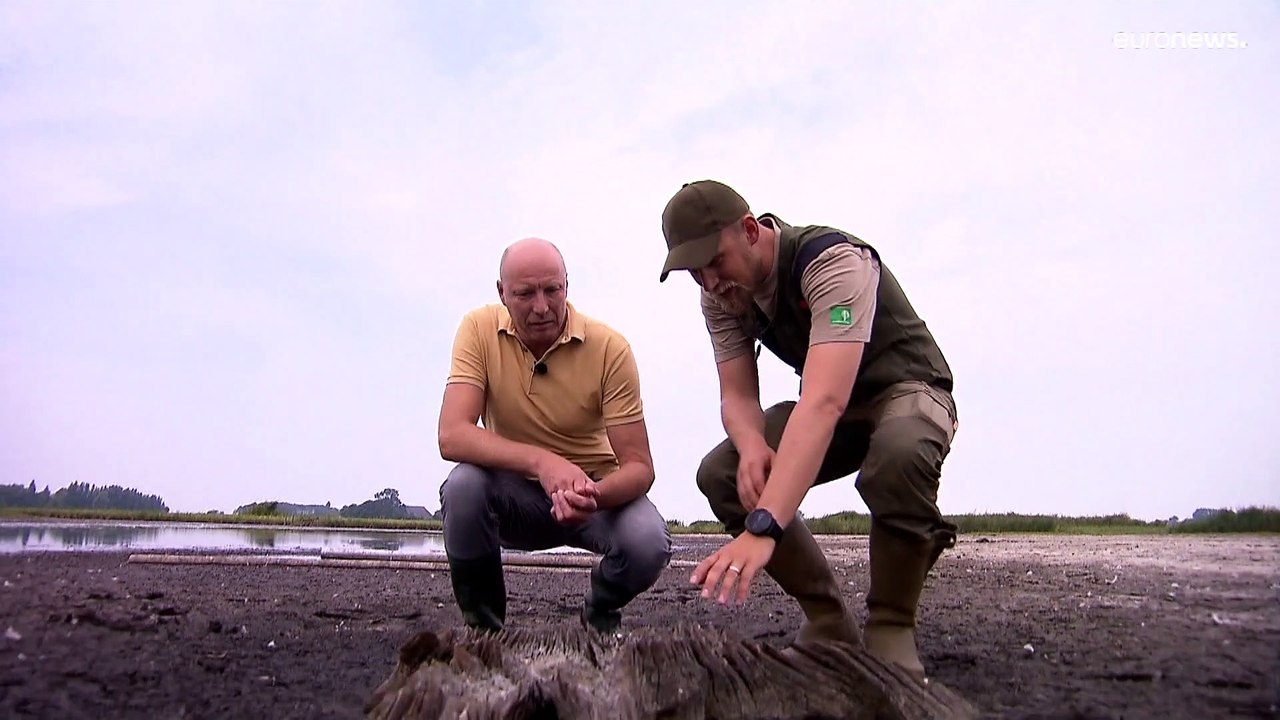 Friesland: Trockenheit legt Baumstümpfe aus der Eiszeit frei