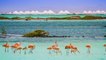 This Little known Caribbean Island Has Bright Blue Waters and More Flamingos Than People