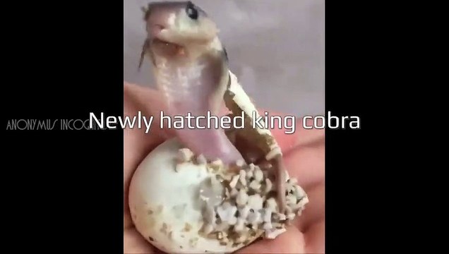 Assistez à la naissance d'un bébé cobra... adorable