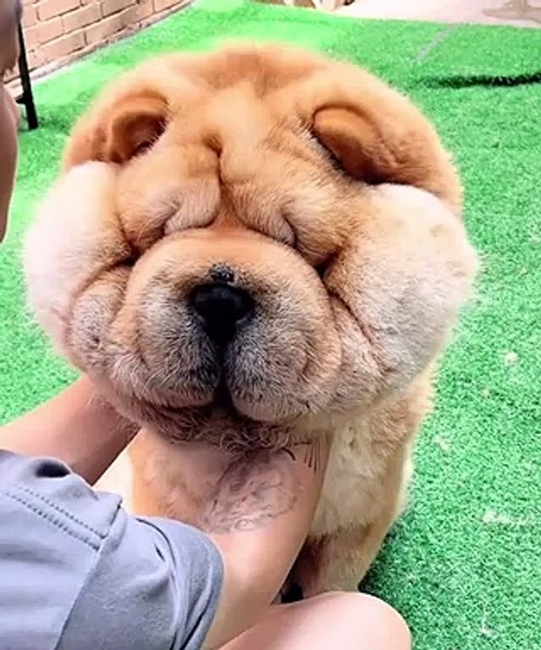 Cute Dog//प्यारा कुत्ता//كلب لطيف//Chien mignon