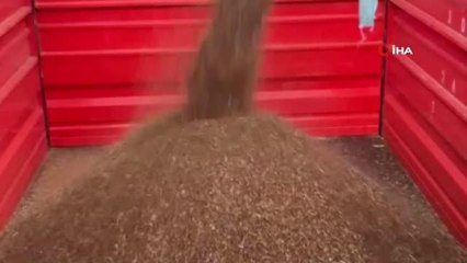 Çölyak hastalarının aradığı karabuğdayın hasadına başlandı