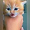 Cute Kitten meowing | funny Cats videos