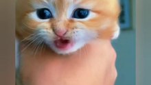 Cute Kitten meowing | funny Cats videos